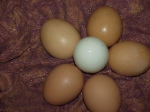 Eieren| Leg
