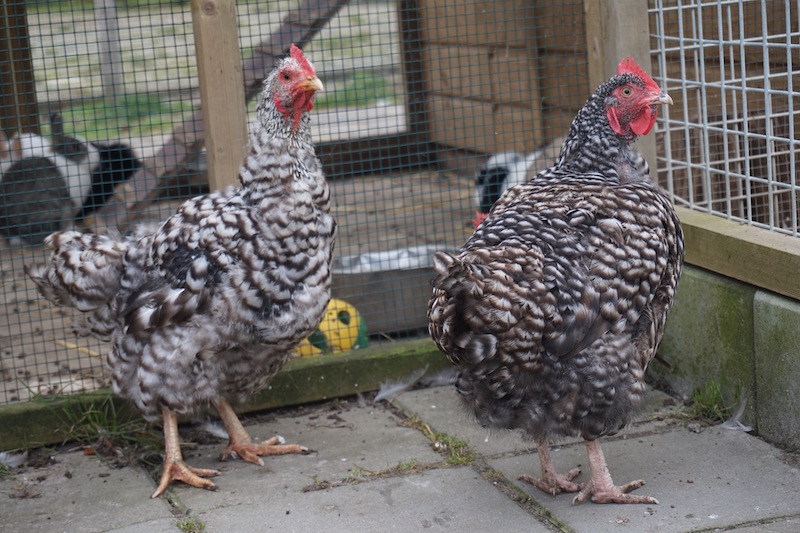 helpen Charlotte Bronte Afm leg stimuleren bij kippen - kippen houden
