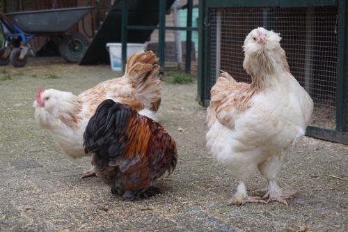 kippen houden| Verzorging broedende hen
