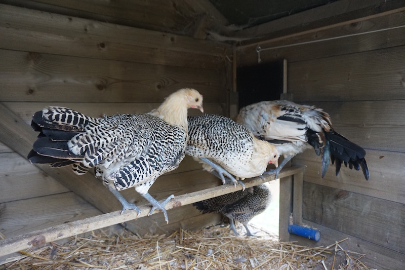 herhaling straf Schuine streep leg stimuleren bij kippen - kippen houden