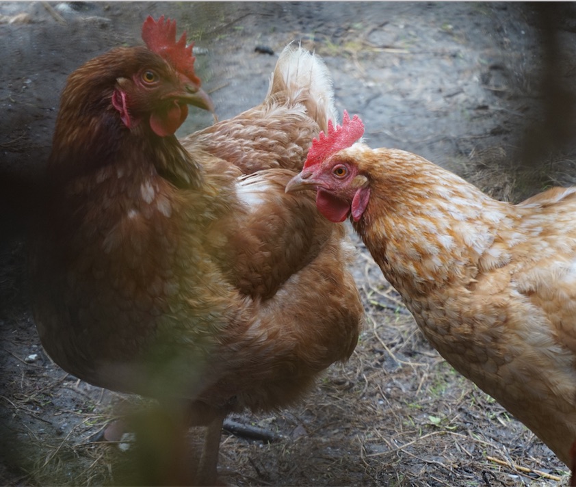 behang douche Haat leg stimuleren bij kippen - kippen houden