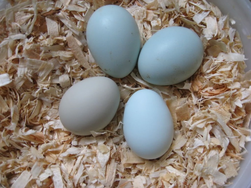 Blauwe eieren|Leg|Kippen houden